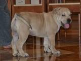 Собаки, щенята Мальоркскій бульдог (Ка Де Бо), ціна 9000 Грн., Фото