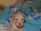 Собаки, щенята Англійська Спрінгер спаніель, ціна 100 Грн., Фото