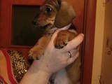 Собаки, щенки Гладкошерстная миниатюрная такса, цена 1299 Грн., Фото