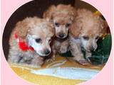 Собаки, щенята Карликовий пудель, ціна 1300 Грн., Фото