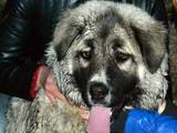 Собаки, щенята Кавказька вівчарка, Фото