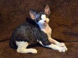 Кошки, котята Девон-рекс, цена 1000 Грн., Фото