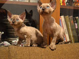 Кішки, кошенята Девон-рекс, ціна 1000 Грн., Фото