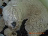 Собаки, щенята Південноросійська вівчарка, ціна 1000 Грн., Фото