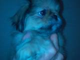 Собаки, щенята Пекінес, ціна 500 Грн., Фото