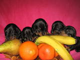 Собаки, щенки Гладкошерстная миниатюрная такса, цена 4000 Грн., Фото