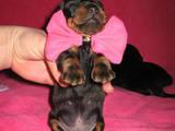 Собаки, щенки Гладкошерстная миниатюрная такса, цена 4000 Грн., Фото