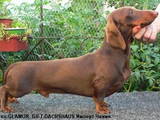 Собаки, щенята Гладкошерста мініатюрна такса, ціна 4000 Грн., Фото