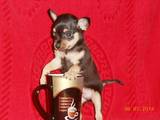 Собаки, щенята Пінчер, ціна 2000 Грн., Фото