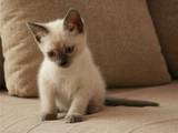 Кошки, котята Тайская, цена 400 Грн., Фото