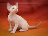 Кошки, котята Девон-рекс, цена 5500 Грн., Фото