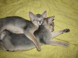 Кішки, кошенята Абіссінська, ціна 4500 Грн., Фото