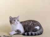 Кішки, кошенята Highland Fold, ціна 2000 Грн., Фото