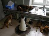 Собаки, щенята Притулки і готелі, Фото