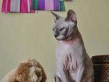 Кішки, кошенята Канадський сфінкс, ціна 4000 Грн., Фото