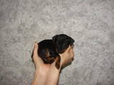 Собаки, щенята Карликовий пінчер, ціна 1200 Грн., Фото