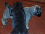 Собаки, щенки Мальоркский бульдог (Ка Де Бо), цена 3500 Грн., Фото