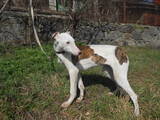 Собаки, щенята Грейхаунд, ціна 700 Грн., Фото