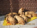 Собаки, щенки Бордосский дог, цена 1000 Грн., Фото