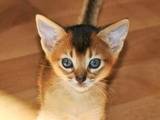 Кошки, котята Абиссинская, цена 4900 Грн., Фото
