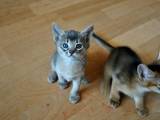 Кішки, кошенята Абіссінська, ціна 4900 Грн., Фото