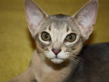 Кошки, котята Абиссинская, цена 4500 Грн., Фото