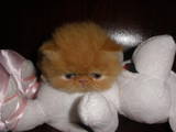 Кошки, котята Экзотическая короткошерстная, цена 800 Грн., Фото