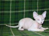 Кішки, кошенята Девон-рекс, ціна 3000 Грн., Фото