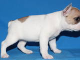 Собаки, щенята Фландрійським Був'є, ціна 2000 Грн., Фото