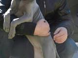 Собаки, щенята Родезійського ріджбек, ціна 18000 Грн., Фото