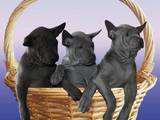 Собаки, щенята Родезійського ріджбек, ціна 18000 Грн., Фото