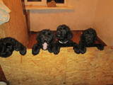 Собаки, щенята Чорний тер'єр, ціна 3500 Грн., Фото