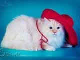 Кошки, котята Невская маскарадная, цена 1800 Грн., Фото