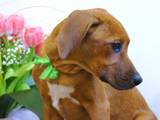 Собаки, щенки Родезийский риджбек, цена 2000 Грн., Фото