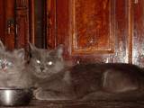 Кішки, кошенята Турецька Ангора, ціна 200 Грн., Фото