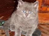 Кошки, котята Турецкая ангора, цена 200 Грн., Фото