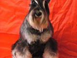 Собаки, щенки Цвергшнауцер, цена 3000 Грн., Фото