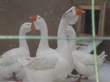 Птахівництво Гуси, ціна 600 Грн., Фото