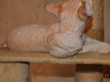 Кошки, котята Девон-рекс, цена 3500 Грн., Фото