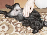 Собаки, щенята Цвергшнауцер, ціна 3000 Грн., Фото