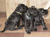 Собаки, щенки Цвергшнауцер, цена 3000 Грн., Фото