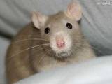 Грызуны Домашние крысы, цена 20 Грн., Фото