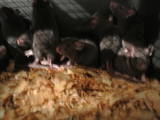 Грызуны Домашние крысы, цена 20 Грн., Фото
