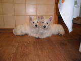 Собаки, щенята Вестхайленд уайт тер'єр, ціна 5000 Грн., Фото