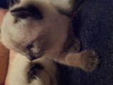 Кошки, котята Бирманская, цена 200 Грн., Фото
