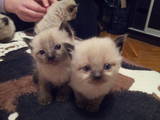 Кішки, кошенята Бірманська, ціна 200 Грн., Фото