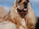 Собаки, щенята Американський коккер, Фото
