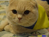 Кошки, котята Шотландская вислоухая, цена 200 Грн., Фото