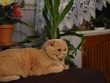Кошки, котята Шотландская вислоухая, цена 200 Грн., Фото