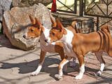 Собаки, щенки Басенджи, цена 9000 Грн., Фото